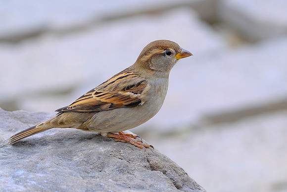 House Sparrow (1)