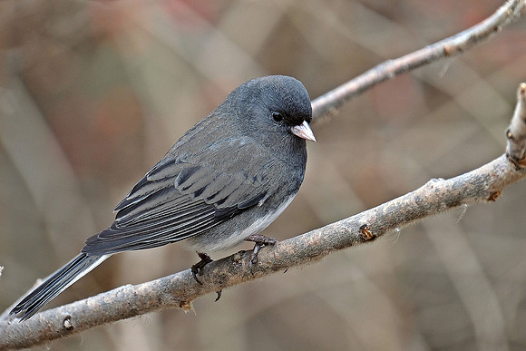 Dark-eyed Junco (2)