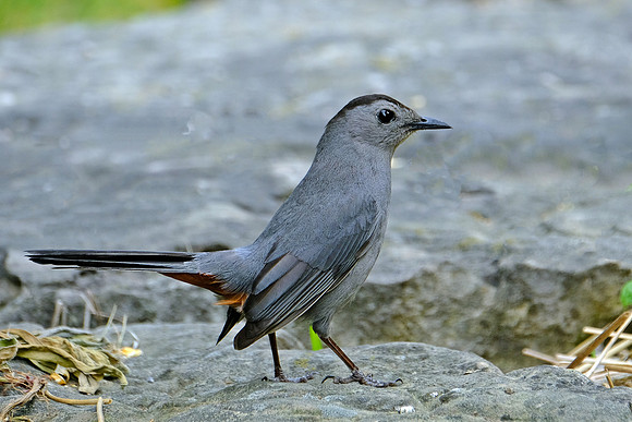Grey Catbird (2)