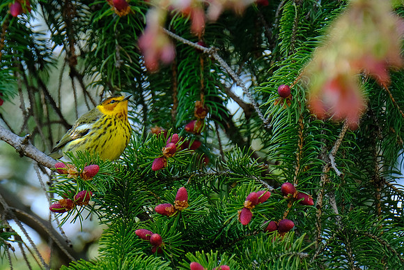Cape May Warbler