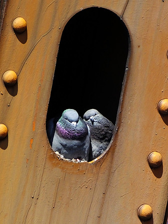 Rock Pigeon (3)