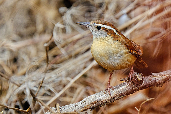 Carolina Wren (6)