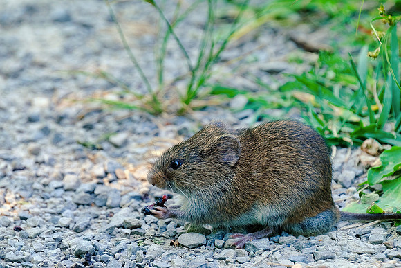Vole