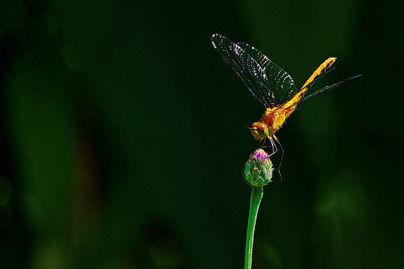 Ruby Meadowhawk