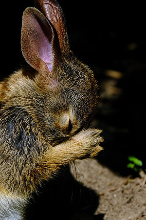 Rabbit (1)
