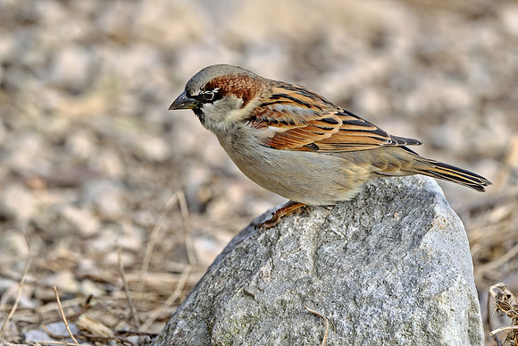 House Sparrow (3)