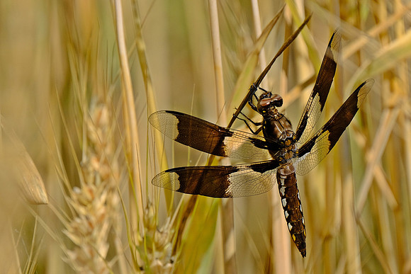 Common Whitetail