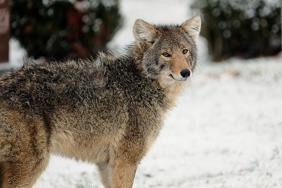 Coyote (1)