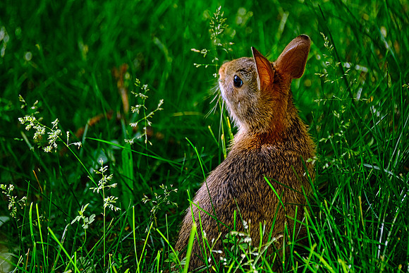 Rabbit (2)