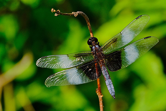 Widow Skimmer