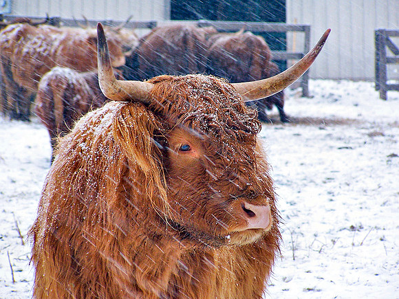 Highland Cow