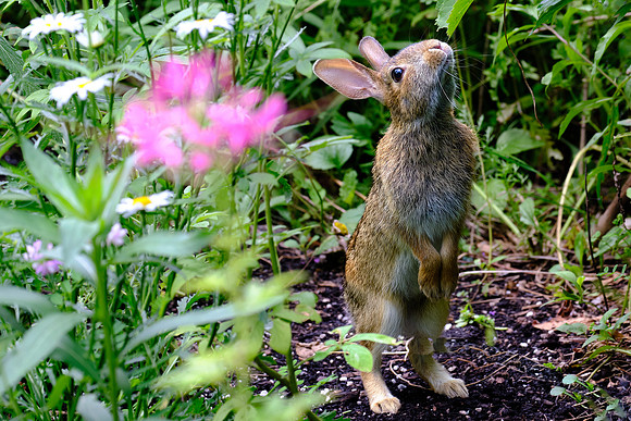 Rabbit (3)