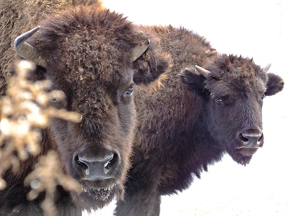 Bison (1)