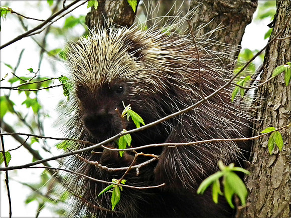 Porcupine