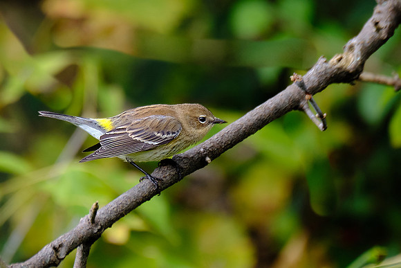 Yellow-rumped Warbler