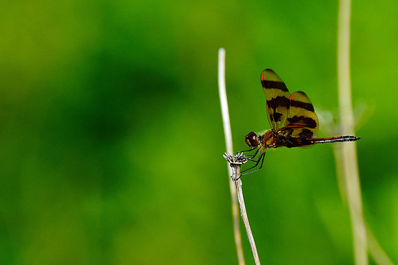 Halloween Pennant