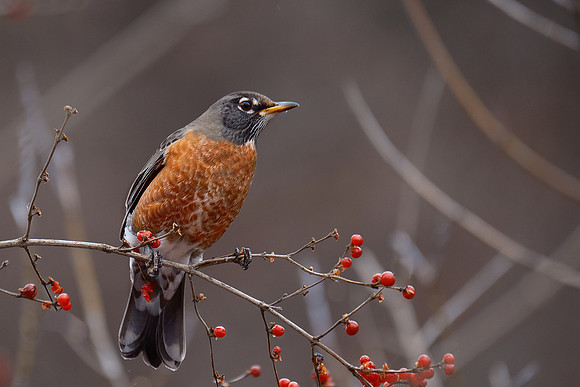 Robin (2)