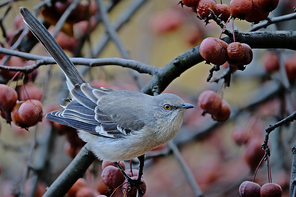Northern Mockingbird (2)