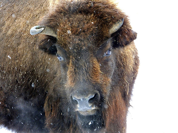 Bison (2)