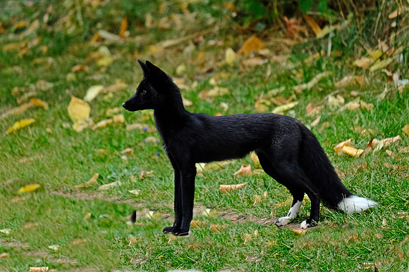 Silver Fox
