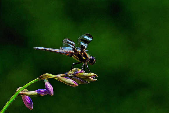 Twelve-Spotted Skimmer