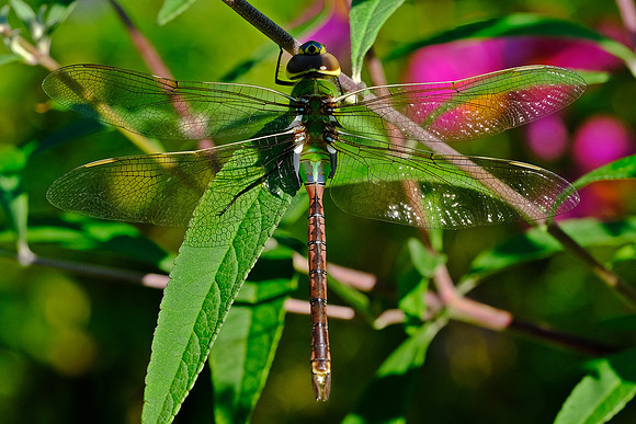 Common Green Darner