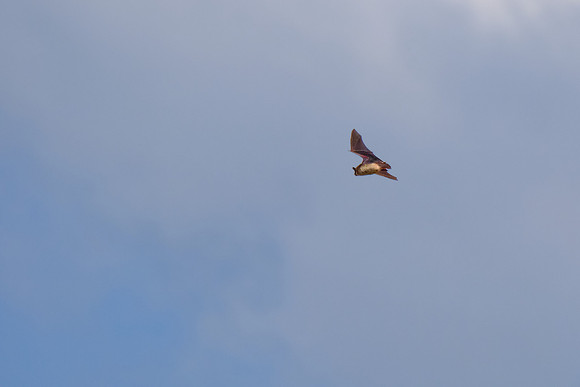 Bat in Flight