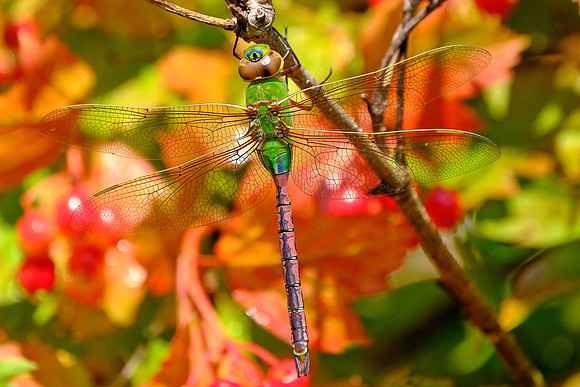 Common Green Darner