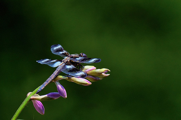 Twelve-spotted Skimmer