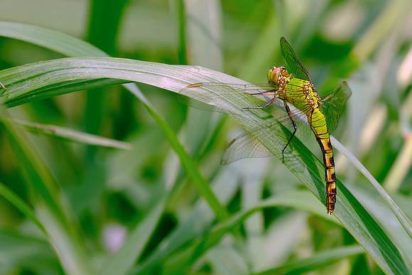 Eastern Pondhawk