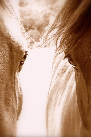 Horses