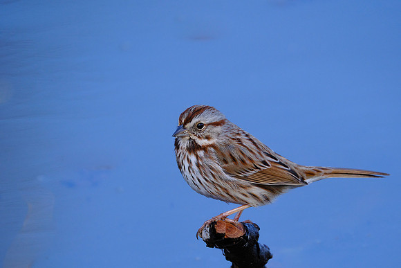 Song Sparrow